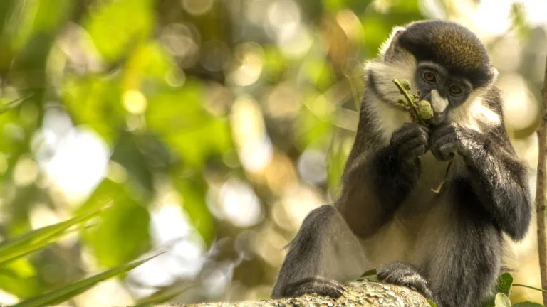 8 Days Safari, Chimp and Gorilla Trekking in Uganda