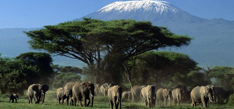 6 days Masai Mara – Lake Nakuru – Amboseli Safaris